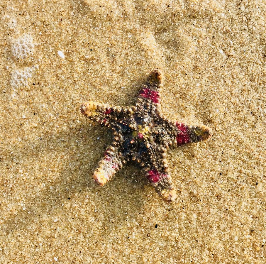Starfish Beach Bungalows อารูกัมเบย์ ภายนอก รูปภาพ